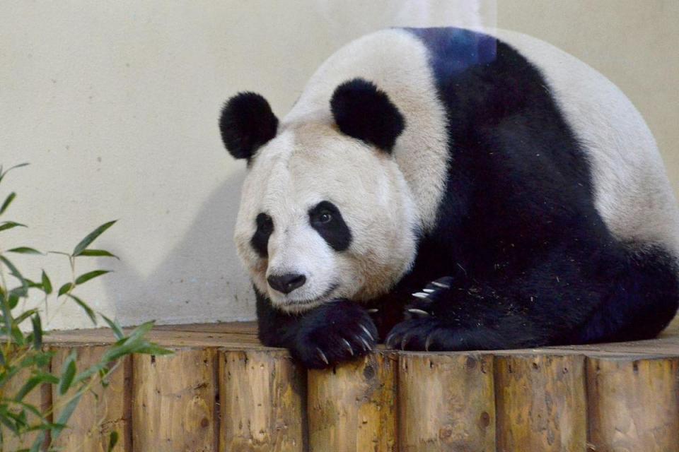 愛丁堡動物園多次嘗試讓「甜甜」懷孕，可惜都失敗。（翻攝維基百科）