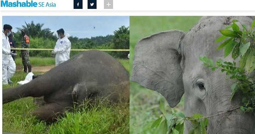 一頭蘇門答臘象遭斬首，拔去象牙後被棄屍棕櫚園內。（圖／翻攝自Mashable）