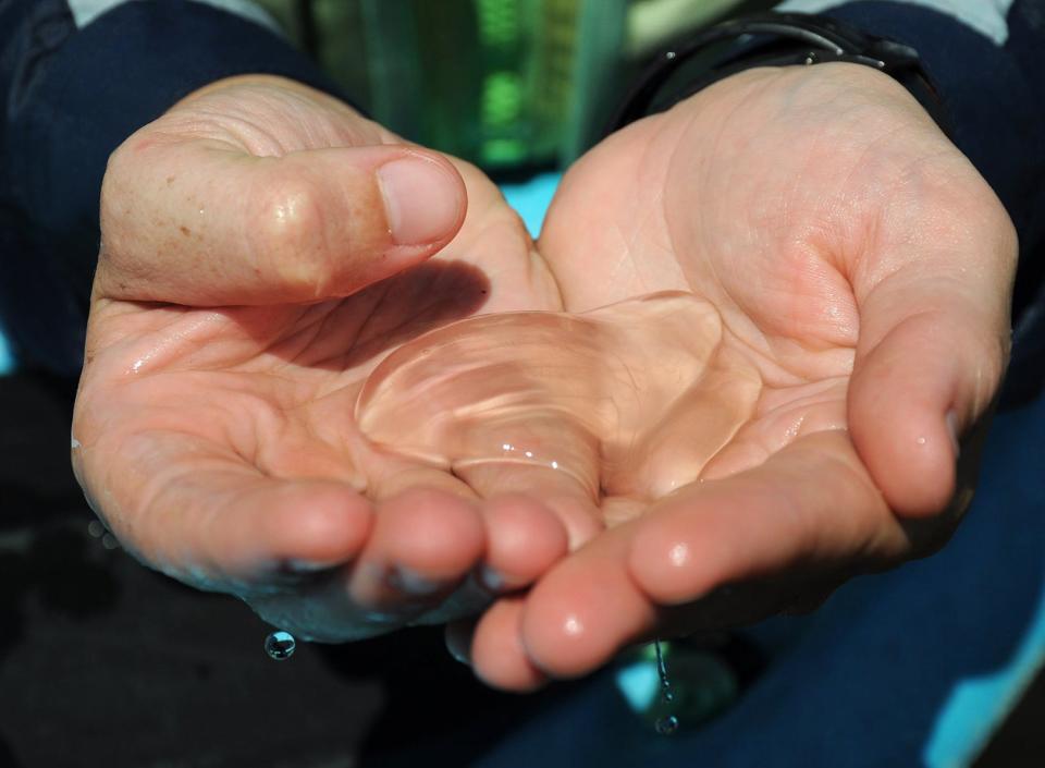 A Comb Jelly is displayed in this file photo.