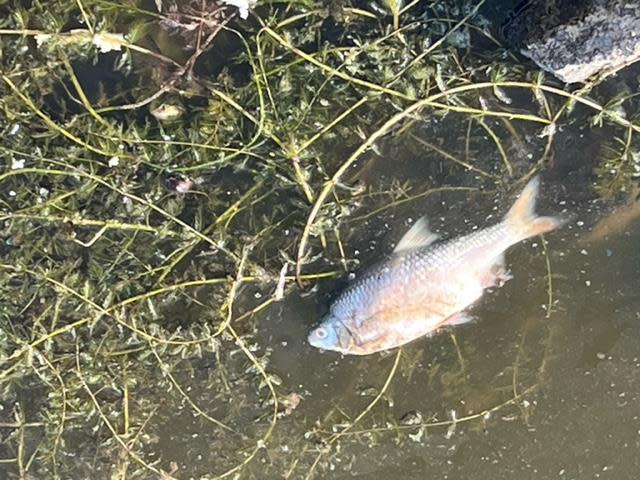 A dead fish, among thousands found, is seen on the Oder River in Oder, Poland, August 16, 2022.  / Credit: Jo Harper/Anadolu Agency/Getty