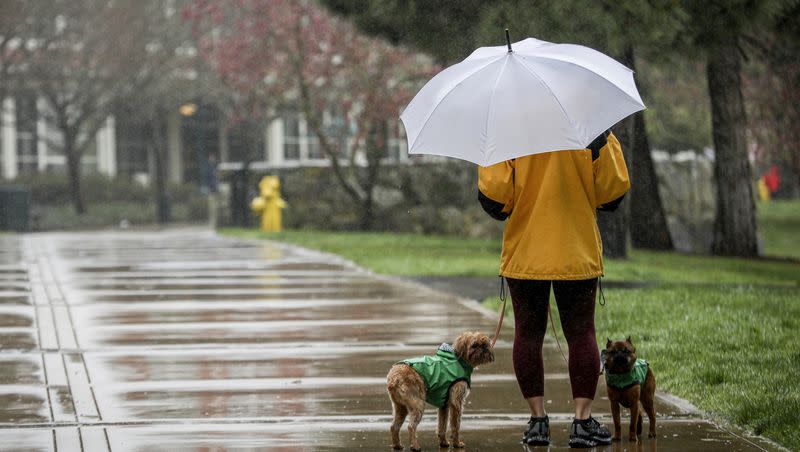 Beatrix Seidenberg walks with her dogs Clifford and Tug while at Letterman Digital Arts Center in San Francisco on Sunday, March 19, 2023. It is the last day of winter and light rain continues to drench the Bay Area. 