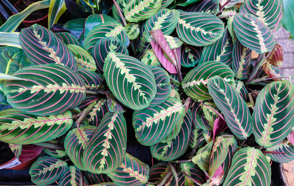 Maranta Red Prayer Plant