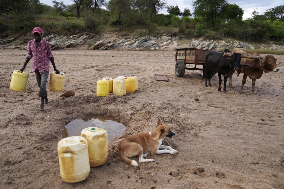 A man carries jugs to fetch water from a hole in the sandy riverbed in Makueni County, Kenya, Thursday, Feb. 29, 2024. (AP Photo/Brian Inganga)