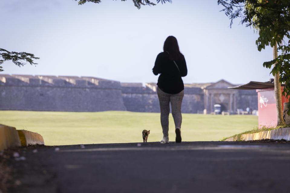 A stray cat walks next to a tourist in Old San Juan, Puerto Rico, Wednesday, Nov. 2, 2022. Officials say that the cat population has grown so much that the U.S. National Park Service is seeking to a "free-ranging cat management plan" that considers options including removal of the animals, outraging many who worry they will be killed. (AP Photo/Alejandro Granadillo)