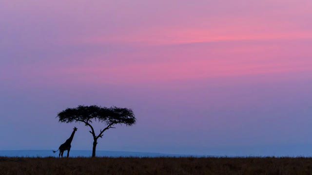 giraffe sunset wallpaper