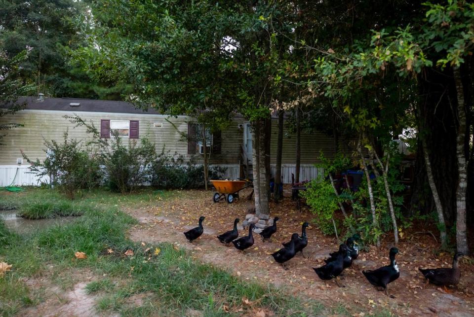 Ducks form a line to graze before sunset outside of the home of Bobby and Linda Lawrence along highway TX-105 on August 22, 2023.