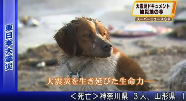 A shivering dog remains loyally by the side of a stricken fellow canine amid the devastation of the Japanese tsunami. (YouTube screen grab)