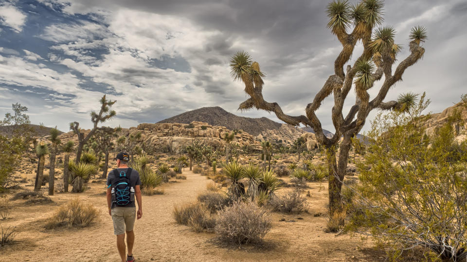 A hiker in joshua tree national park