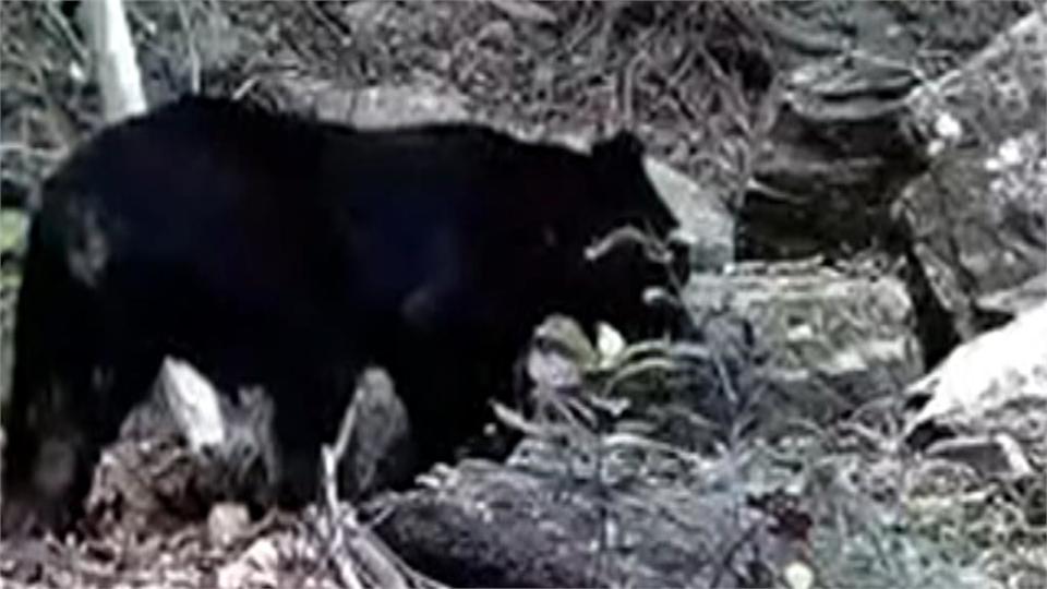 南勢部落熊來了！　巡守隊攝影機拍到台灣黑熊　獲頒5萬獎勵金