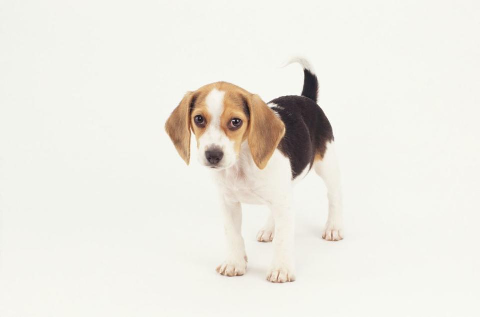 20 best dog breeds for families beagle
