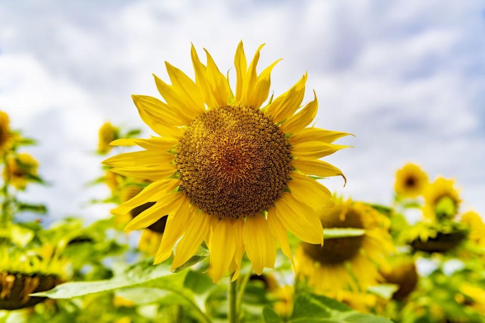 yellow sunflower against sky