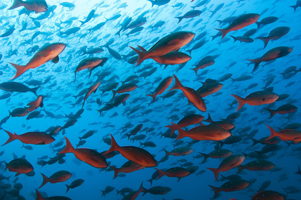 Malpelo is a small island in the East Pacific Ocean, located about 500 km west of the Colombian mainland. The UNESCO declared Malpelo as a world heritage site.