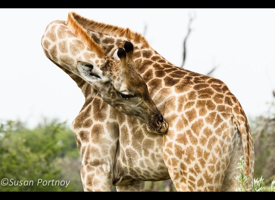 Little known fact: Giraffe practice yoga. © Susan Portnoy