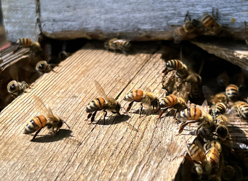 ASHTON, MD- AUG 26: Bees at the entrance to their hive on a farm in Ashton, Maryland on August 26, 2022. Many are flapping their wings wildly in an act that's called fanning on overly hot days. Members of the colony operate in unison to keep the temperature in the hive as close to 95 degrees as possible. The bees are being raised by Brenda Kiessling with a method that's called 