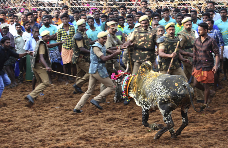 <p>A bull runs towards policemen guarding the arena during a traditional bull-taming festival called Jallikattu, in the village of Palamedu, near Madurai, Tamil Nadu state, India, Wednesday, Jan. 16, 2019. Jallikattu involves releasing a bull into a crowd of people who attempt to grab it and ride it. The sport, performed during the four-day “Pongal” or winter harvest festival, is hugely popular in this southern Indian state. (AP Photo/Aijaz Rahi) </p>