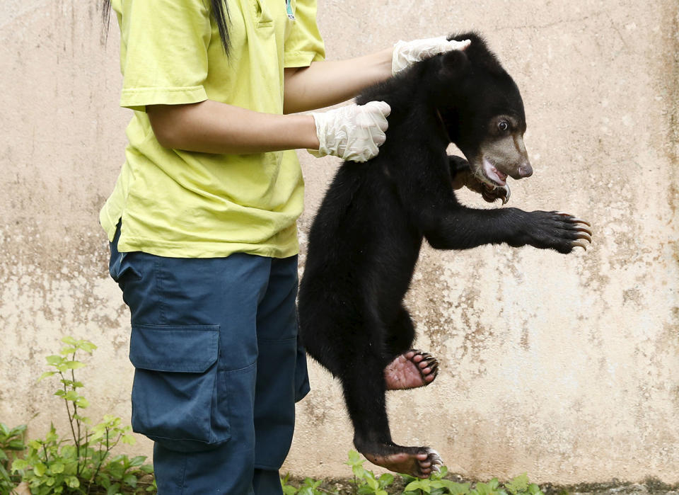 <p>A wildlife department official holds a Malayan sun bear for the media at its head office in Kuala Lumpur, March 24, 2015. It was among other animals estimated to be worth $20,000, including juvenile eagles and a slow loris, seized by the wildlife department during an operation against illegal wildlife traders earlier this month. The illegal wildlife trade is estimated to be $8 billion a year worldwide, according to TRAFFIC, a wildlife trade monitoring network. (Photo: Olivia Harris/Reuters) </p>