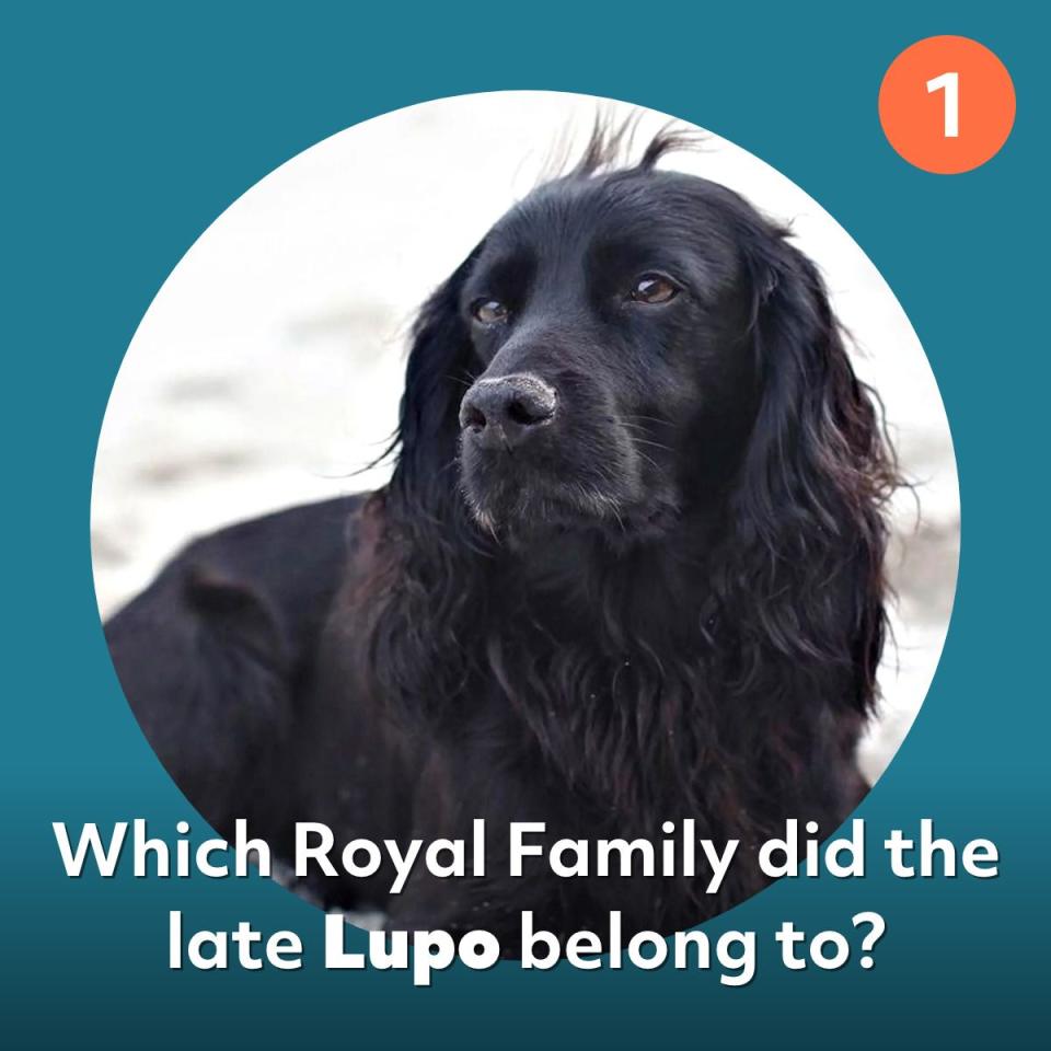 lupo royal family dog