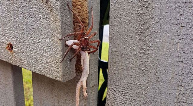 giant spider eating a snake is absolutely horrifying