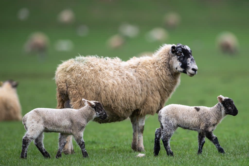 The US is lifting its ban on imports of British lamb (Joe Giddens/PA) (PA Archive)