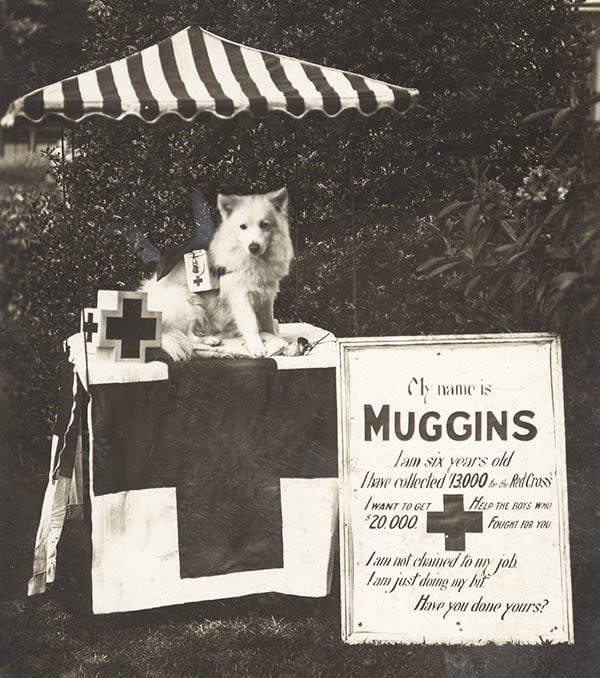 Muggins would wander around downtown Victoria with his donation boxes strapped to him, and return when they were full. This picture was taken in 1918.