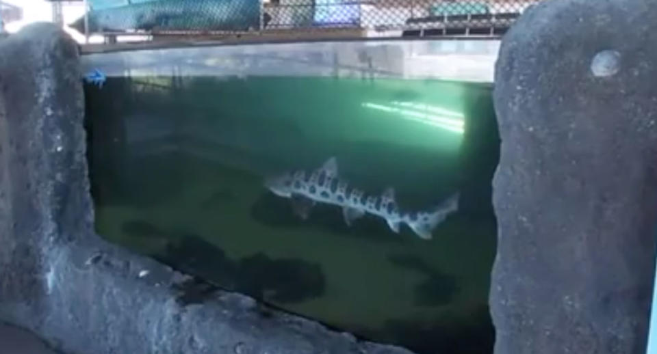 A student has dived into a shark tank at California’s Living Coast Discovery Center on Tuesday. Source: Fox 5