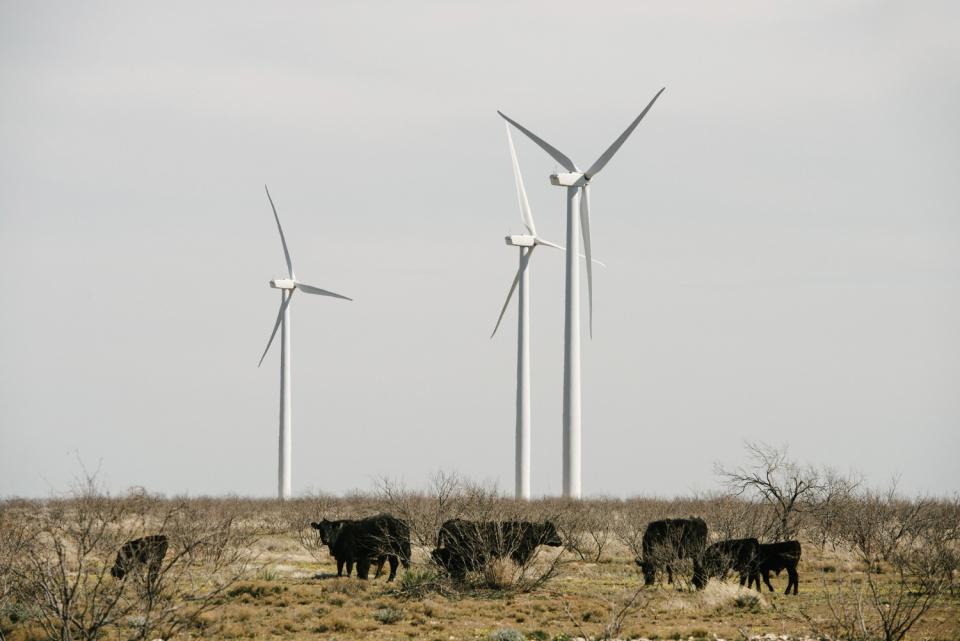 Cattle graze among wind turbines near Stanton, Texas.