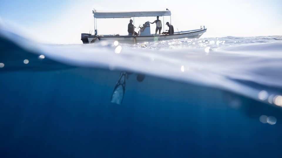 The Red Sea Coast is being touted as an undiscovered divers' paradise. - Courtesy Amaala