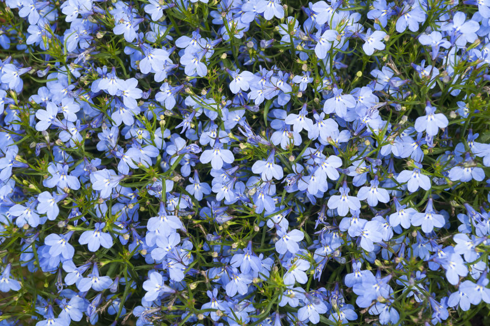 Lobelia plant