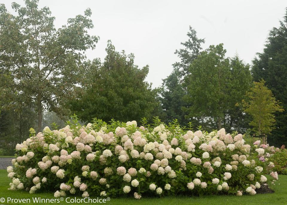 Flower, Flowering plant, Plant, Shrub, Tree, Spring, Botany, Hydrangea, Garden, mock orange, 