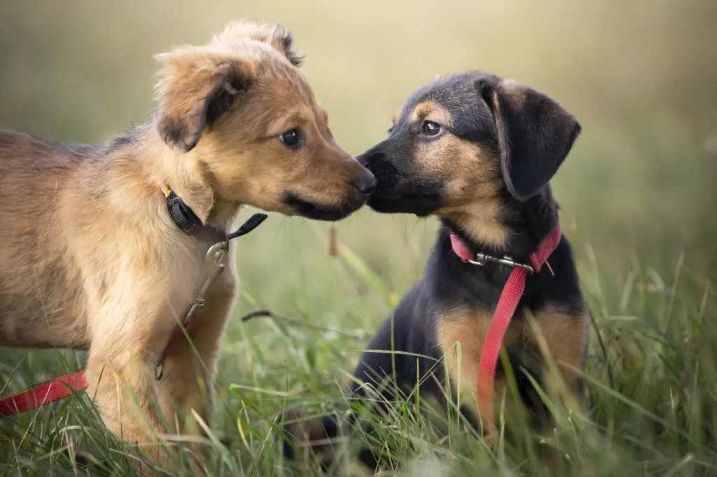 Shelters To Celebrate National Puppy Day With Adoption & Foster Events