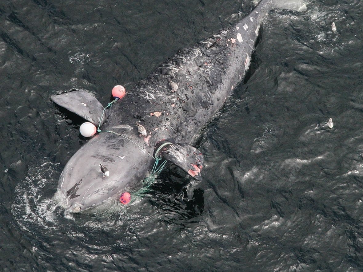 Starboard, a female North Atlantic right whale, died in 2017 after being entangled in fishing gear. (Peter Duley/National Oceanic and Atmospheric Administration - image credit)
