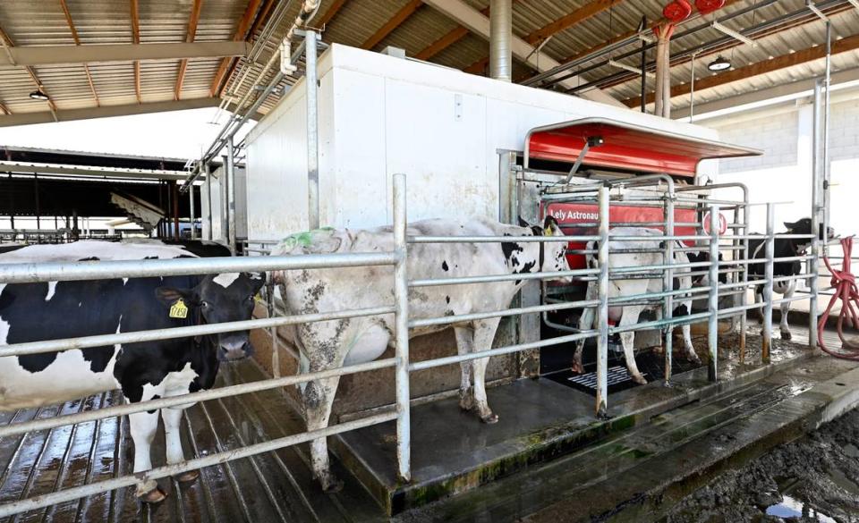 Cows line up at the robotic milking station at Fiscalini Farmstead in Modesto, Calif., Wednesday, April 10, 2024.