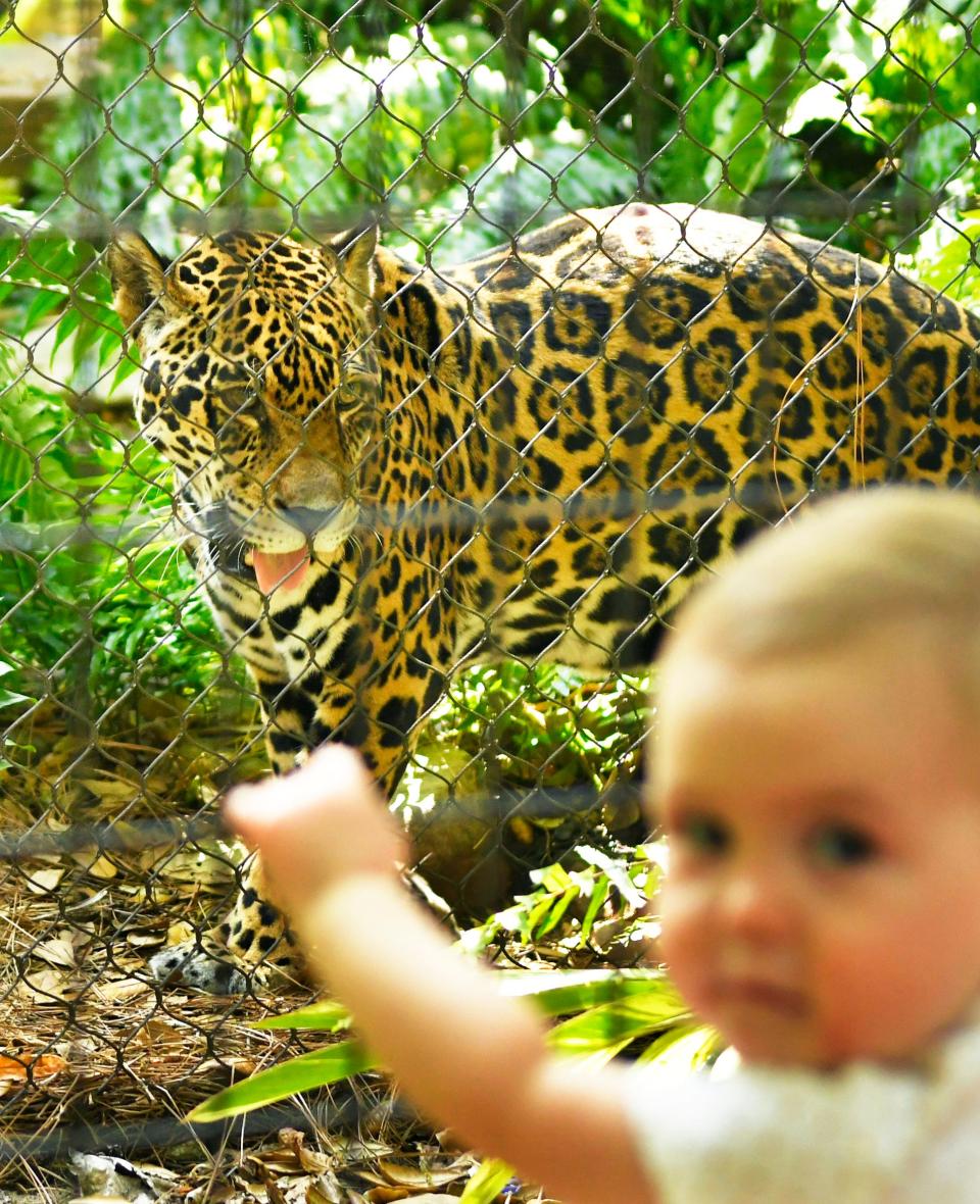 Not to worry, it is a double fence. 15-month old Charlie Swift as Masaya the jaguar paces back and forth.The Brevard Zoo in Viera will be observing their 30th year since opening by holding celebrations on March 23-24, and then on the 30th day of every month through the rest of the year.