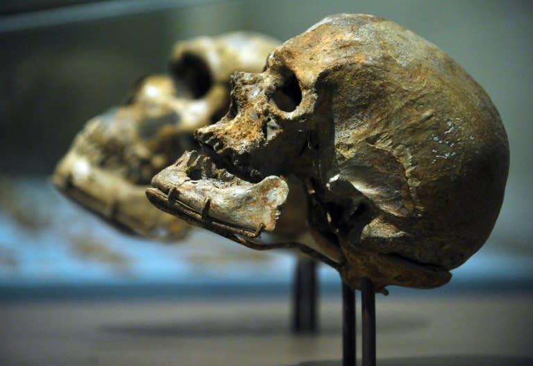 En primer término, un cráneo de un 'homo sapiens' procedente de Cro-Magnon (Francia) expuesto en el Smithsonian National Museum of Natural History de EEUU, una imagen tomada el 17 de marzo del año 2010 en Washington (Mandel Ngan)