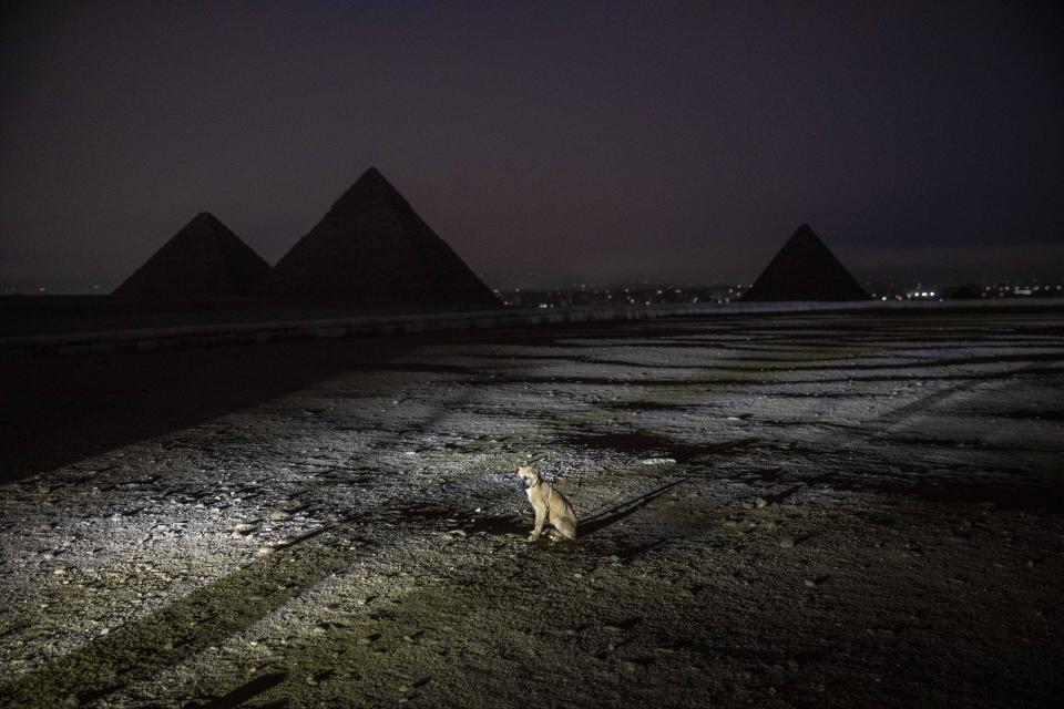 A puppy sits near the pyramids before the Ministry of Antiquities lights up the Giza Pyramids in an expression of support for health workers battling the coronavirus, in Giza, Egypt, Monday, March 30, 2020. The Egyptian government extended the closure of the country's famed museums and archaeological sites, including the Pyramids and the Sphinx at Giza, until at least April 15. (AP Photo/Nariman El-Mofty)