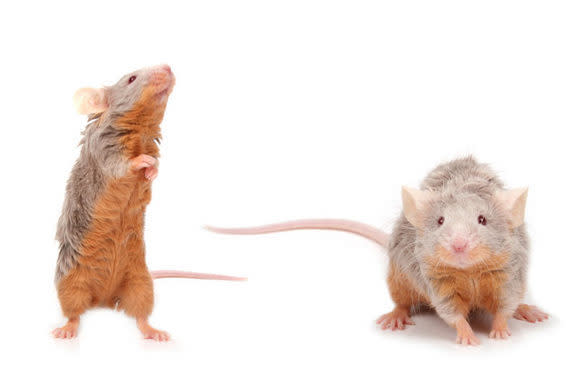 'Lost' Memories Restored in Mice