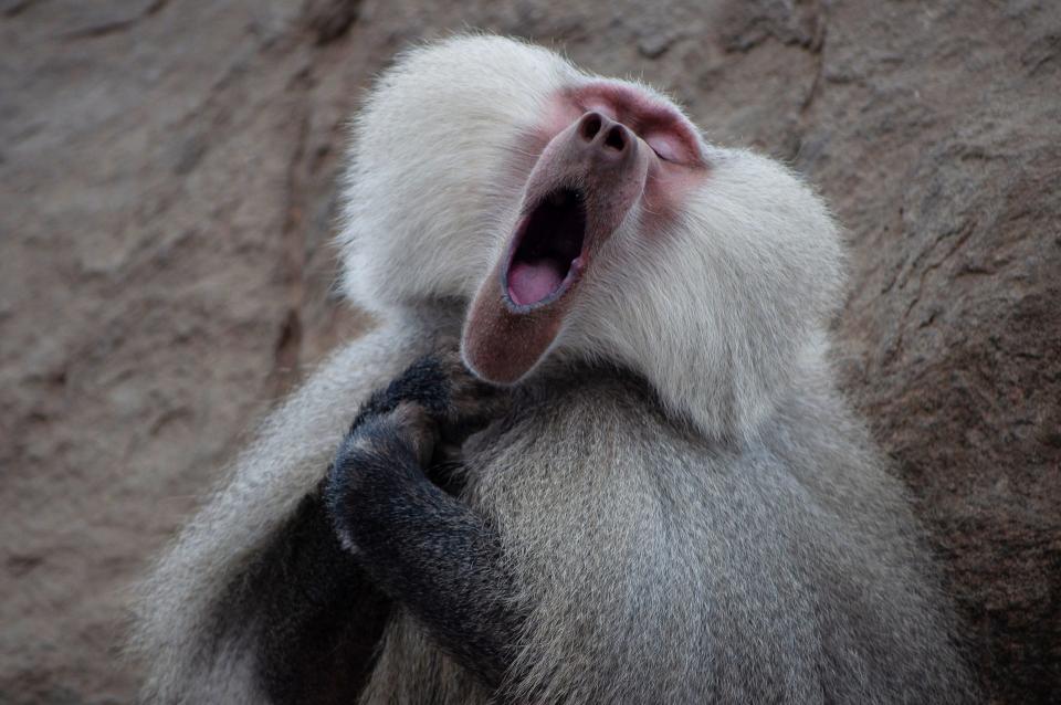 A baboon with its mouth wide open, as if it were singing.