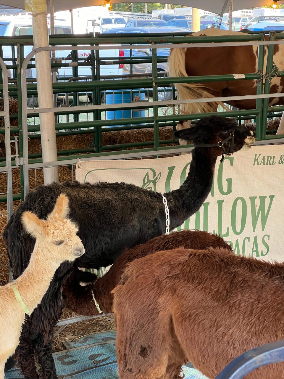 The Wilson County State Fair - TN, August 15-24, broke attendance records in 2024. More than 860,000 visitors attended. Pictured are alpacas.