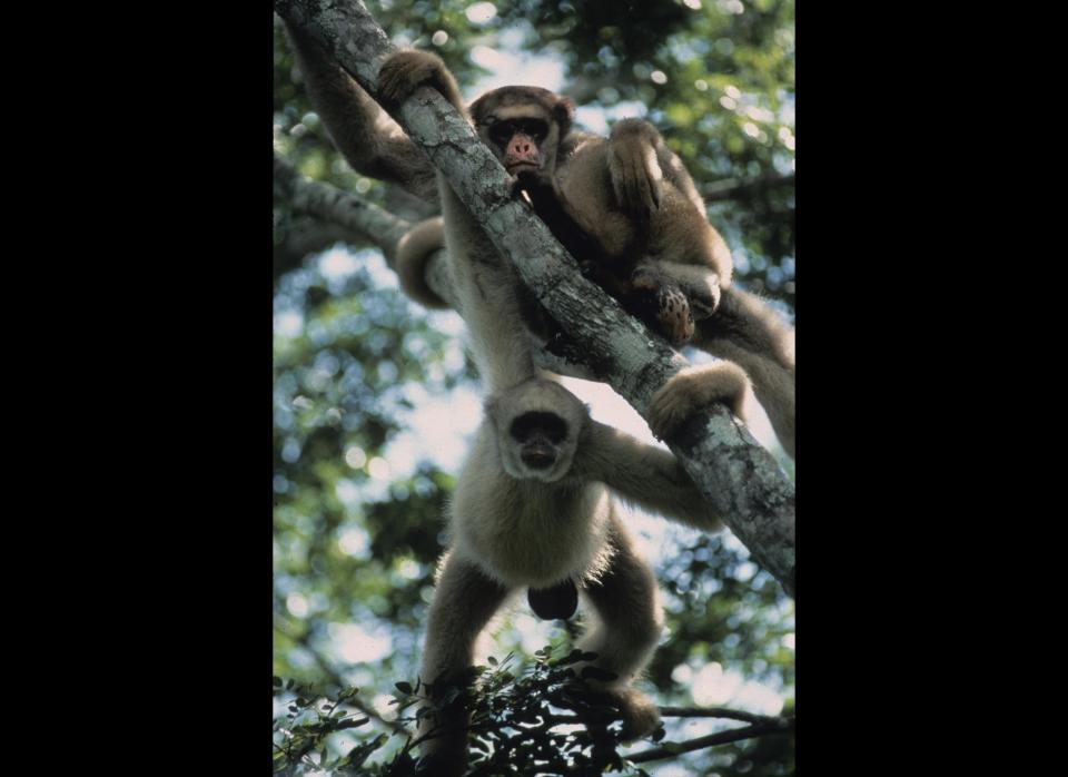 <strong>Scientific Name:</strong> Brachyteles hypoxanthus    <strong>Common Name: </strong> Northern muriqui    <strong>Category:</strong> Primate    <strong>Population: </strong> < 1,000 individuals    <strong>Threats To Survival:</strong> Habitat loss and fragmentation due to large-scale deforestation and selective logging