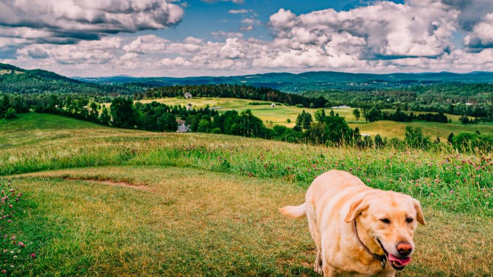 Dog playing with ball at Dog Mountain