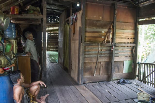 Baby orangutan rescued after six months chained by the neck