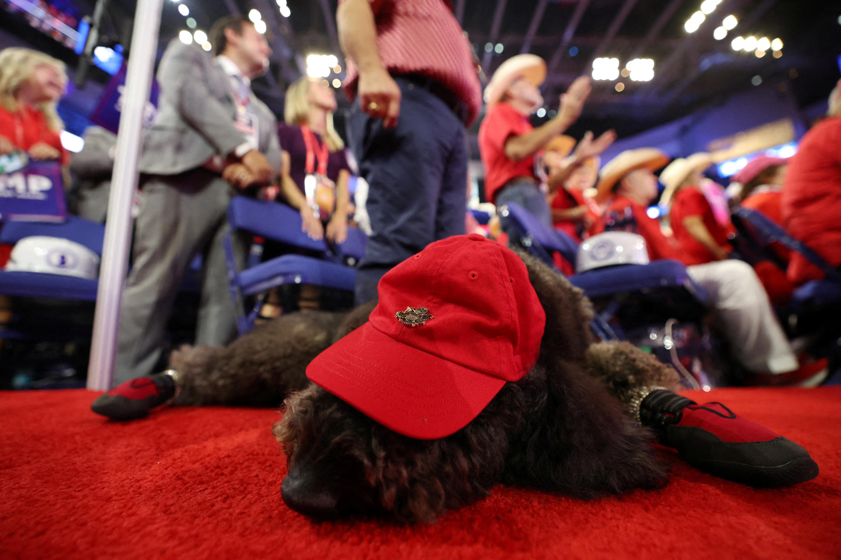 A dog lies on the floor of the Republican National Convention in Milwaukee on Monday. (Andrew Kelly/Reuters)