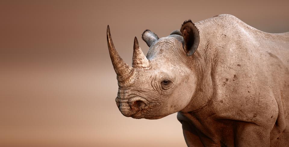 A rhino in the Etosha National Park - Credit: © Johan Swanepoel/By Johan Swanepoel