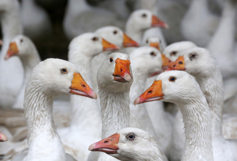 Avian flu on Germany