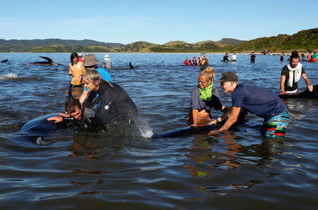 Volunteers try to guide some of the stranded pilot whales still alive back out to sea after one of the country's largest recorded mass whale strandings, in Golden Bay, at the top of New Zealand's South Island, February 11, 2017. REUTERS/Anthony Phelps