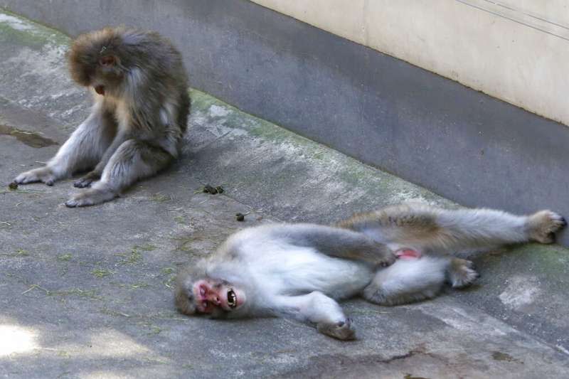 東京連日高溫，連上野動物園的猴子也感覺熱壞了。（美聯社）