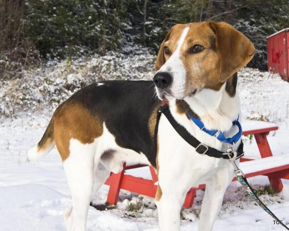 Sawyer is a happy-go-lucky, 5-year-old male hound dog looking for new digs to call his own. He has epilepsy, so his adopter will need to have the financial resources necessary to provide medicine and regular veterinary check ups.