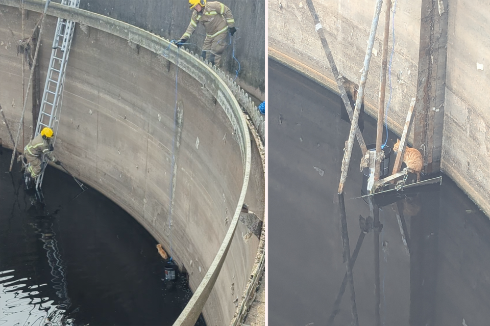 Left: Firemen working to free a cat at Severn Trent sewerage plant at Nuneaton in Warwickshire. Right: Close up of the cat.