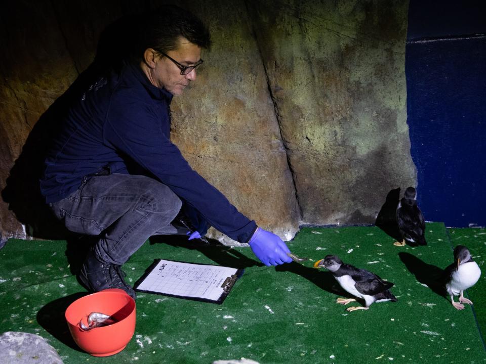 A worker for the "Puffin Hotel" rescue center in Iceland is seen feeding a puffin.