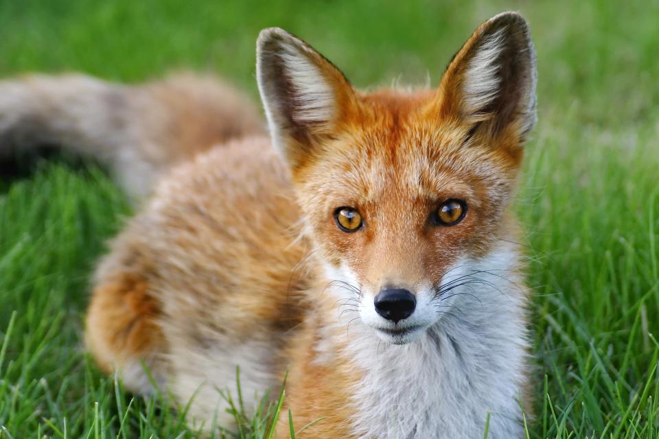 紅狐（上）幼崽長得極像黑色拉不拉多幼犬（下）。（示意圖／pixabay）